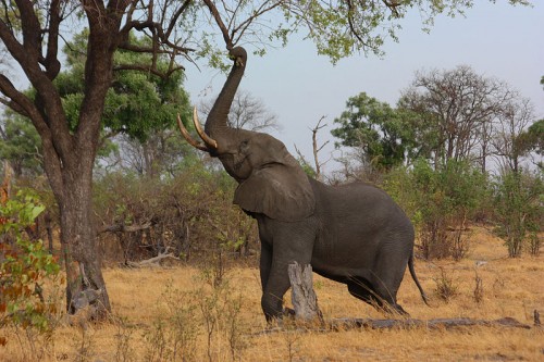 African elephant (Loxodonta africana) in Botswana. Photo: Charlesjsharp