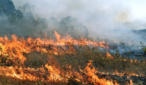 An experimental fire in Lopé National Park in Gabon. (Photos by Anabelle Cardoso)