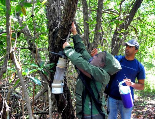 Summrtime buzz in the everglades all about mosquitos!