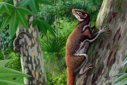 Mixodectes pungens, small mammals that inhabited western North America 62 million years ago, weighed about 3 pounds, dwelled in trees, and largely dined on leaves. Illustration by Andrey Atuchin