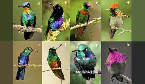 Diversity of hummingbird plumage color.