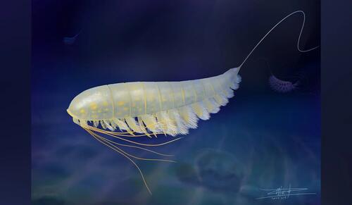 Life reconstruction image of Lomankus edgecombei in its natural marine environment