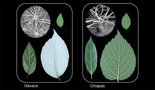 Similar leaf types evolved independently in three species of plants found in cloud forests of Oaxaca, Mexico and three species of plants in similar environment in Chiapas, Mexico. This example of parallel evolution is one of several found by Yale-led scientists and suggests that evolution may be predictable.