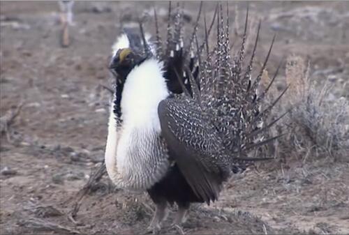 Close-up of a male greater sage-grouse ‘strut’ display Close-up of a male greater sage-grouse ‘strut’ display
