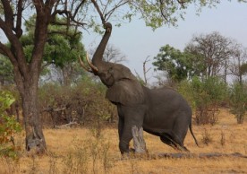African elephant (Loxodonta africana) in Botswana. Photo: Charlesjsharp