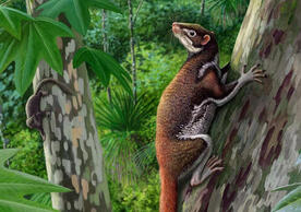 Mixodectes pungens, small mammals that inhabited western North America 62 million years ago, weighed about 3 pounds, dwelled in trees, and largely dined on leaves. Illustration by Andrey Atuchin