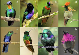 Diversity of hummingbird plumage color.