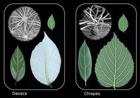 Similar leaf types evolved independently in three species of plants found in cloud forests of Oaxaca, Mexico and three species of plants in similar environment in Chiapas, Mexico. This example of parallel evolution is one of several found by Yale-led scientists and suggests that evolution may be predictable.