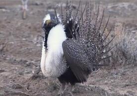 Close-up of a male greater sage-grouse ‘strut’ display