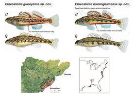 Thomas Near and others have discovered two darter species — the Gurley Darter and the Birmingham Darter — in the Mobile River system in central Alabama.