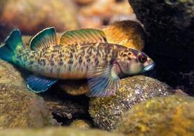 Greenfin darter, Nothonotus chlorobranchius, a fish species found in the upper Tennessee River system in the southern Appalachians.