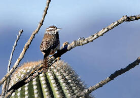 A cactus wren
