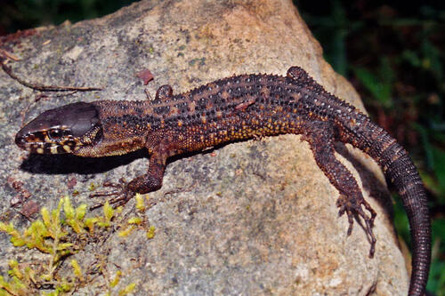 Madrean tropical night lizard, El Cielo Biosphere Reserve, municipality of Gómez Farías, Tamaulipas, Mexico (24 May 2005).  (Photo © William L. Farr, Licensed through Creative Commons BY-SA-4.0)