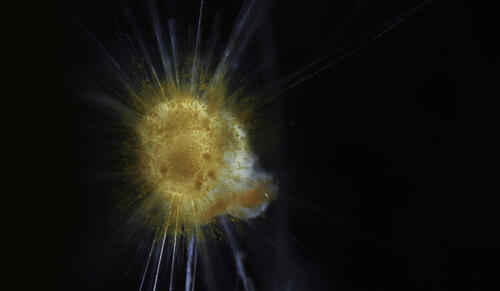 A living foraminifera in culture, surrounded by a halo of symbiotic algae along its spines (in golden dots). Fluffy material in the background is an Artemia nauplius that the foraminifera is eating. (Daniel Gaskell)