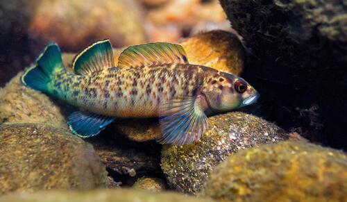 Greenfin darter, Nothonotus chlorobranchius, a fish species found in the upper Tennessee River system in the southern Appalachians.