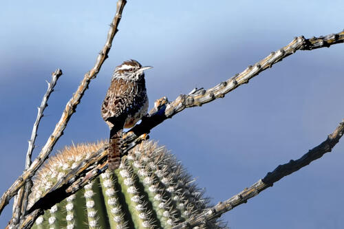 A cactus wren A cactus wren