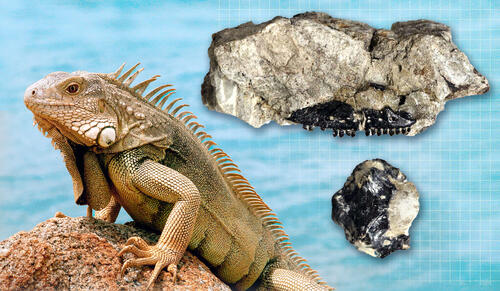 A modern iguana, left, and two blocks (right) containing the holotype of Microteras borealis. The holotype consists of a portion of the snout (top) and the braincase (bottom). Although not an iguanan, Microteras borealis is one of the oldest examples of the crown lizard group that includes all living lizards. (Courtesy of the Yale Peabody Museum of Natural History)